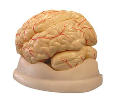 UNITED SCIENTIFIC BRAIN MODEL 8-PART
