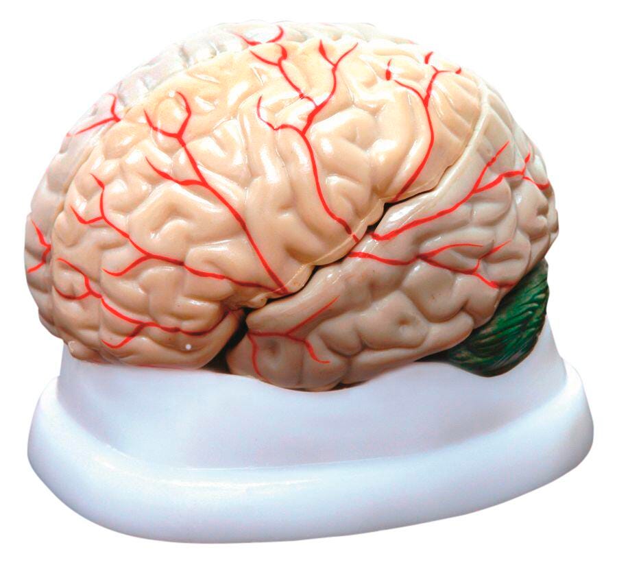 UNITED SCIENTIFIC BRAIN MODEL 3-PART