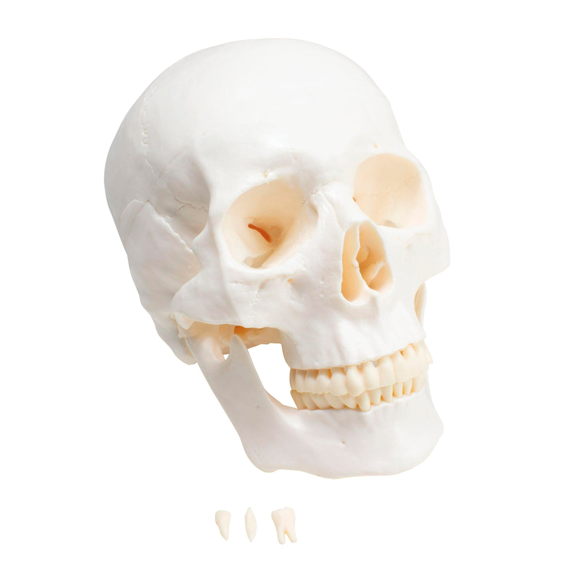 UNITED SCIENTIFIC ECONOMY PLASTIC SKULL