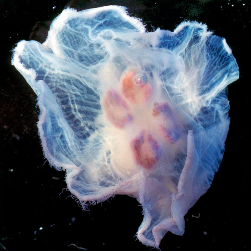 JELLYFISH AURELIA 3-4 INCHES - PLN PKG/10