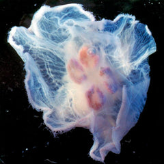 JELLYFISH AURELIA 3-4 INCHES - PLN PKG/10