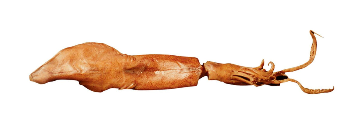 SQUID PLAIN 8-11IN VAC PK/1