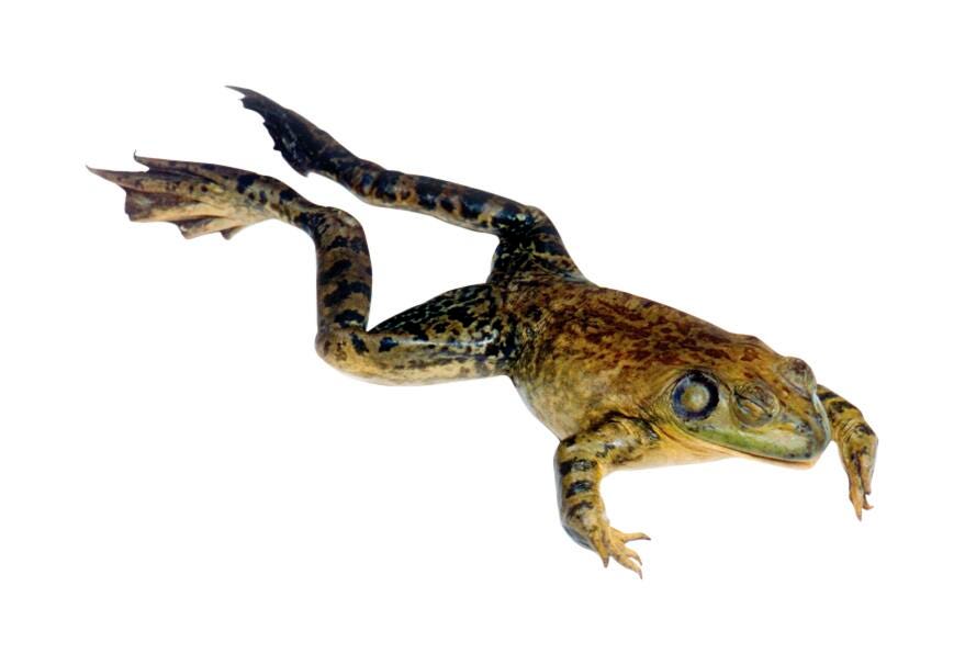 BULLFROG PLAIN 6-7IN VAC PK/1