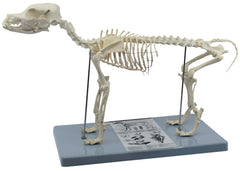 DOG SKELETON MODEL