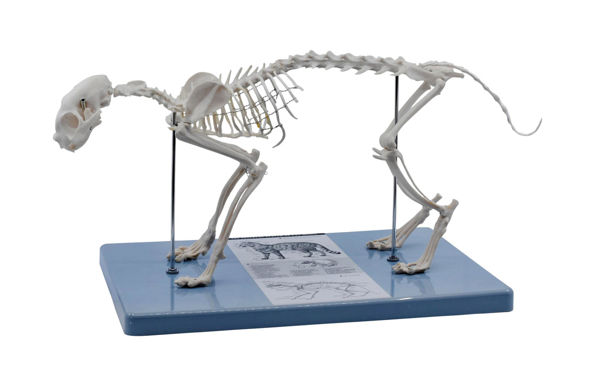 CAT SKELETON MODEL