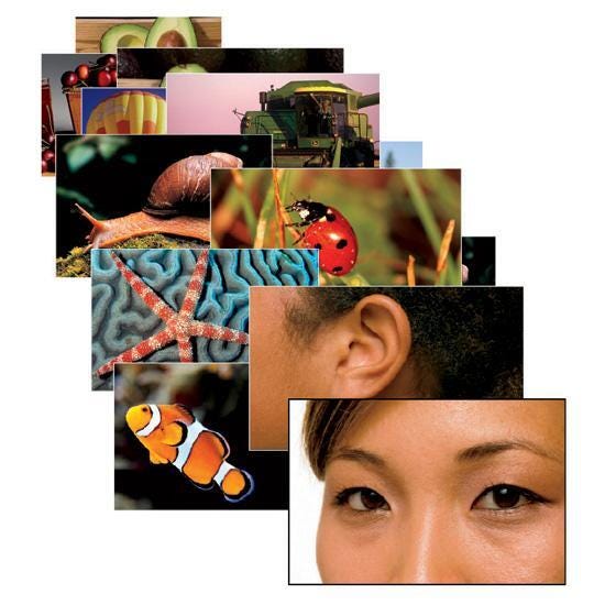 LANGUAGE BUILDER PICTURE NOUNS 2