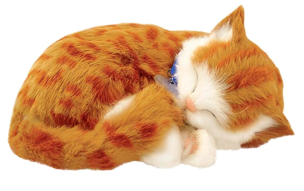 PERFECT PETZZZ ORANGE TAY CAT
