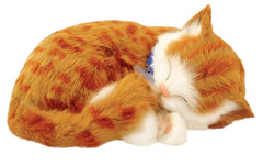 PERFECT PETZZZ ORANGE TAY CAT