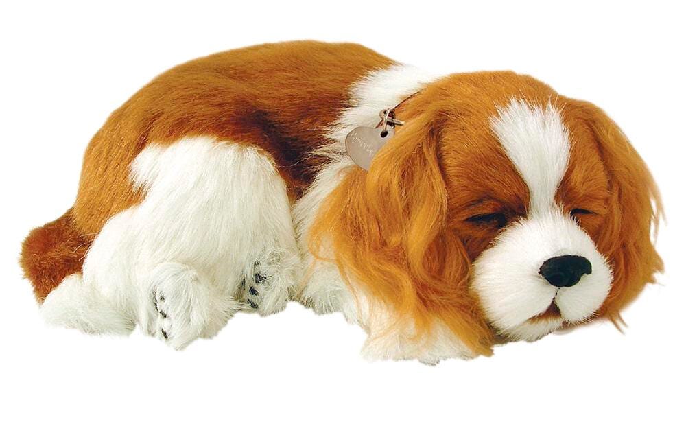 PERFECT PETZZZ CAVALIER KING