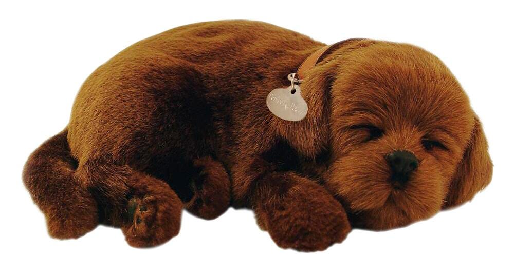 PERFECT PETZZZ CHOCOLATE LAB