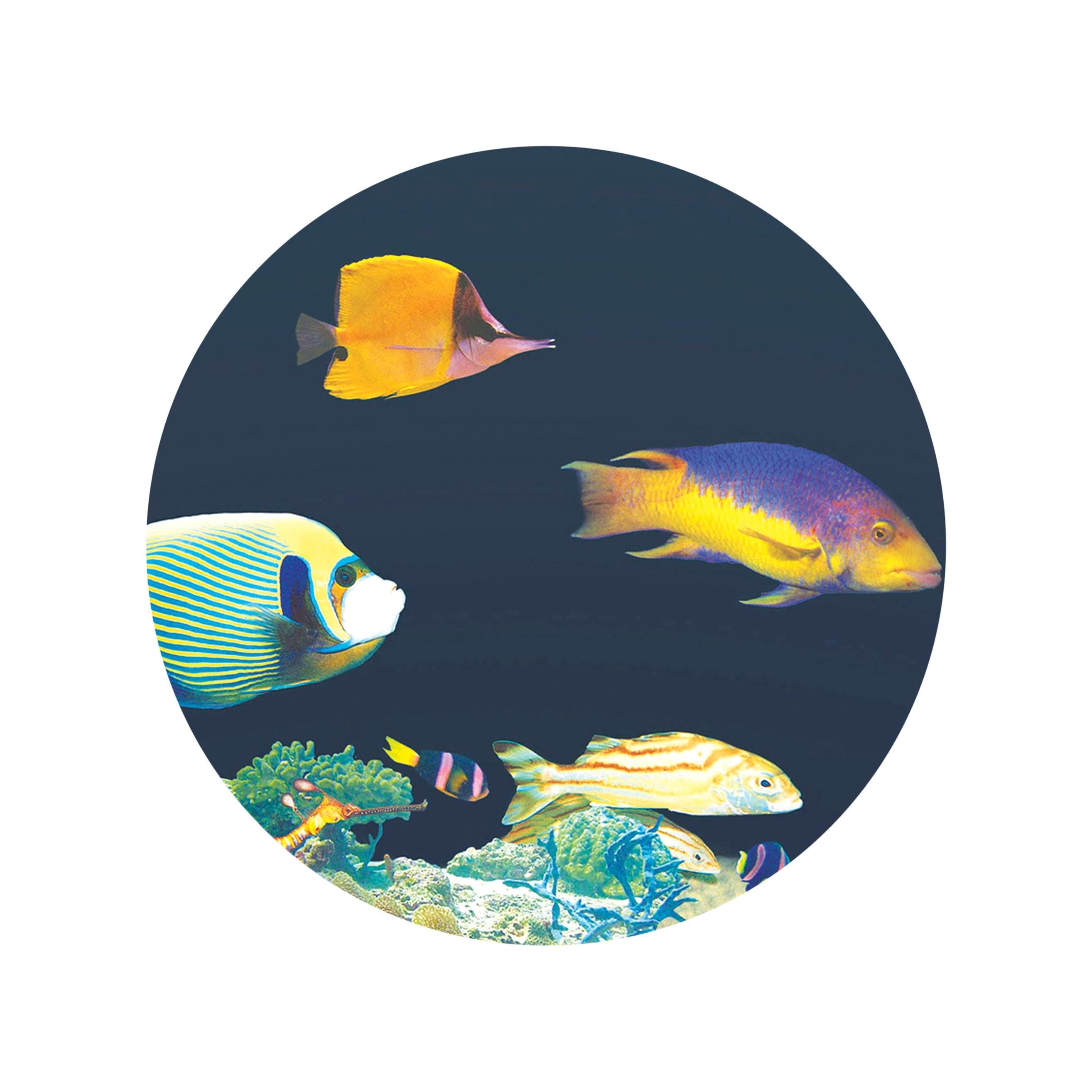 CORAL REEF MAX WHEEL MAGNETIC