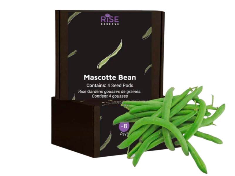 MASCOTTE GREEN BEANS 4PK