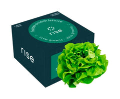BUTTER CRUNCH LETTUCE 4PK