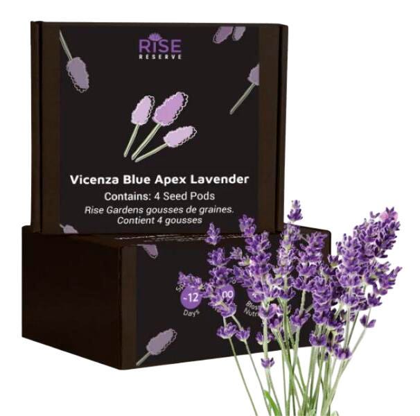 VICENZA BLUE APEX LAVENDER 4PK