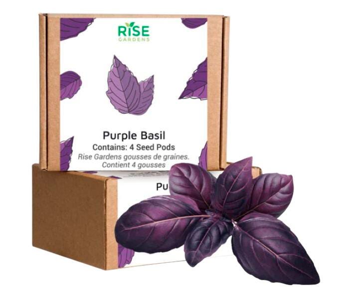 PURPLE BASIL 4PK