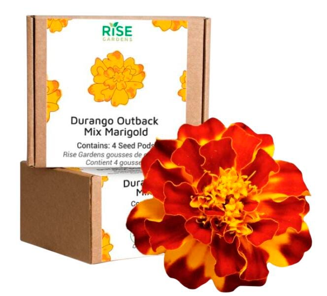OUTBACK DURANGO MARIGOLD 4PK