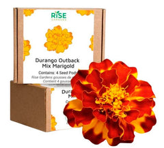 OUTBACK DURANGO MARIGOLD 4PK