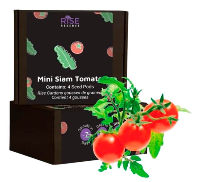 MINI SIAM TOMATO 4PK