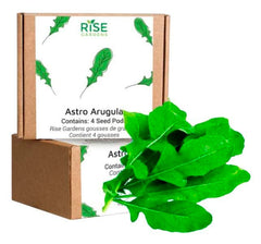 WILD ROCKET ARUGULA 4PK