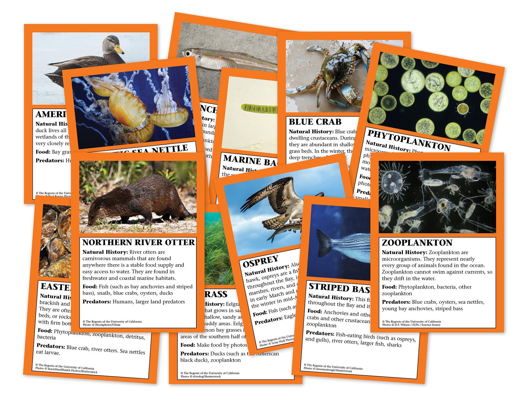 CARDS CHESAPEAKE BAY 8 SETS 12/SET