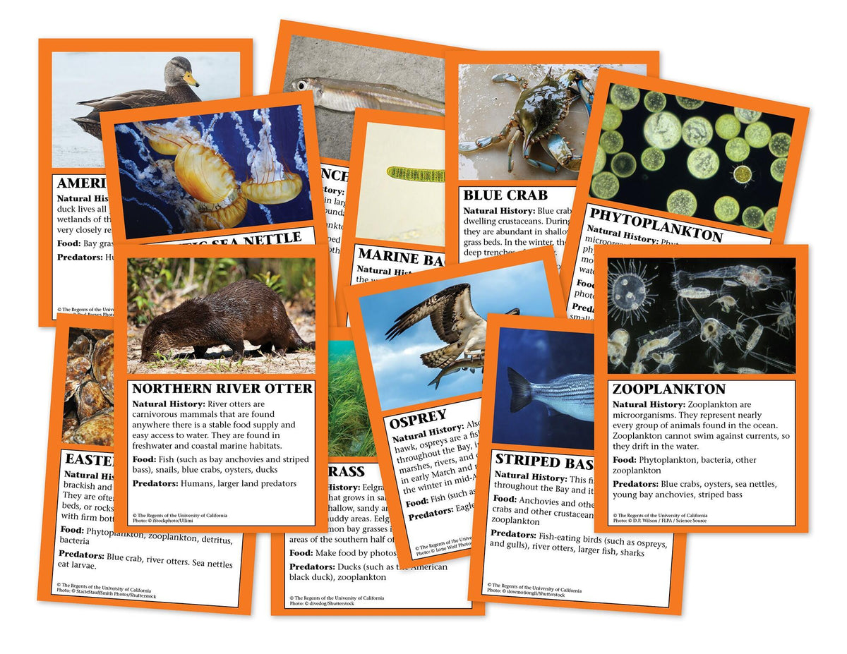 CARDS CHESAPEAKE BAY 8 SETS 12/SET