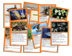 CARDS CHESAPEAKE BAY 8 SETS 12/SET