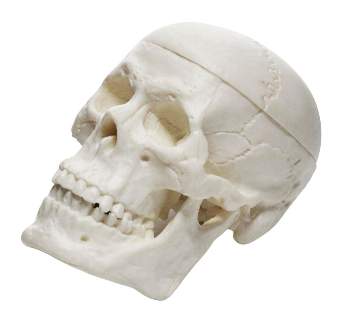 MICRO SKULL MODEL