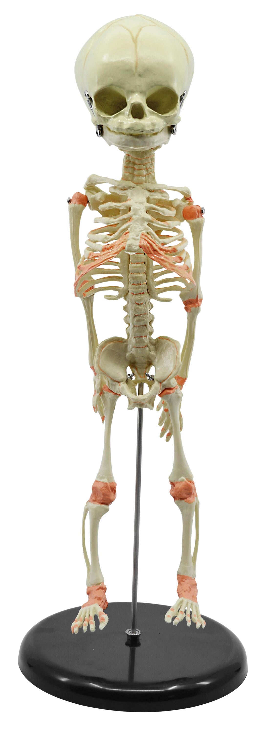 INFANT SKELETON MODEL