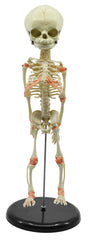 INFANT SKELETON MODEL