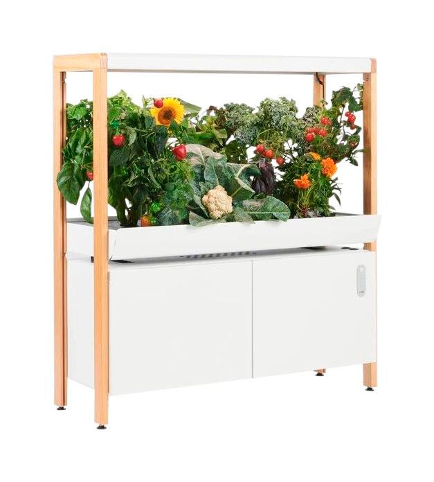 SINGLE NEW RISE GARDEN CLOUD