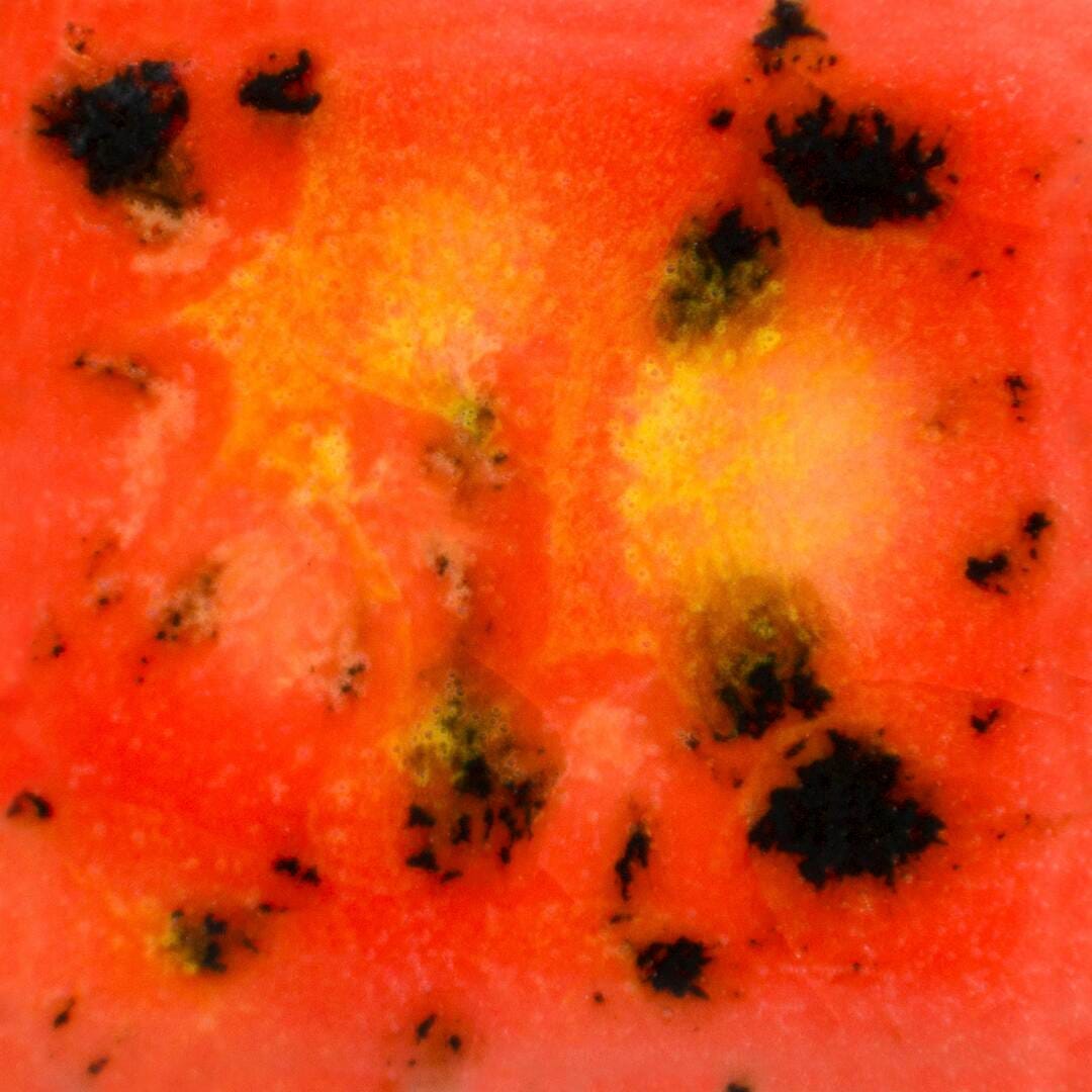 GLAZE MAYCO JUNGLE GEMS CG-1002 DAY LILY PINT