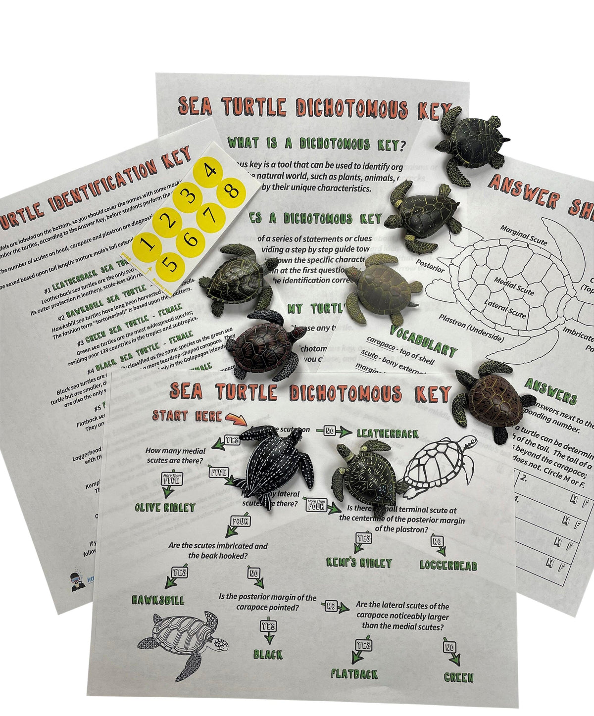 SEA TURTLE DICHOTOMOUS KEY ACTIVITY