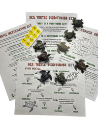 SEA TURTLE DICHOTOMOUS KEY ACTIVITY