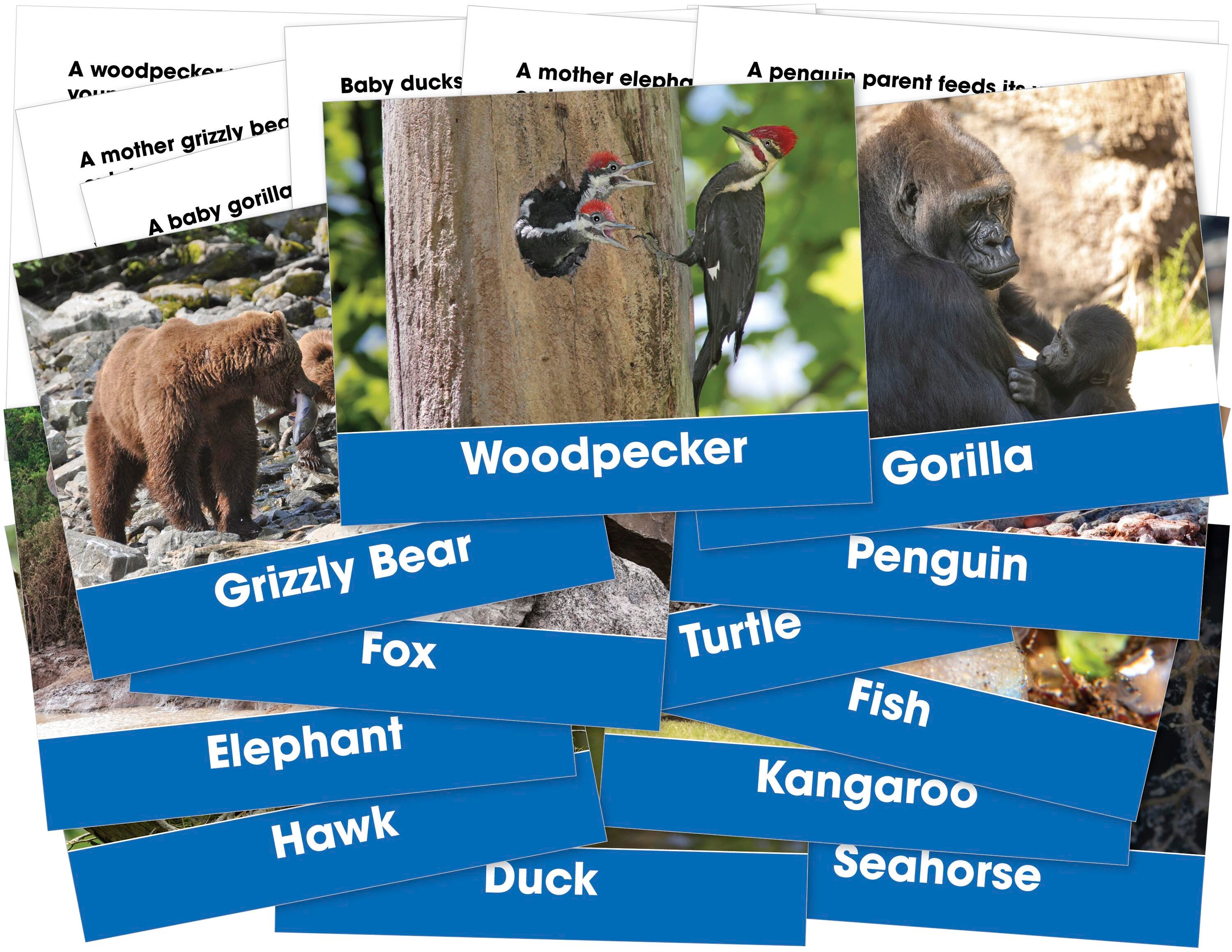 CARDS FOSS ANIMALS+THEIR YOUNG 6/S OF 12