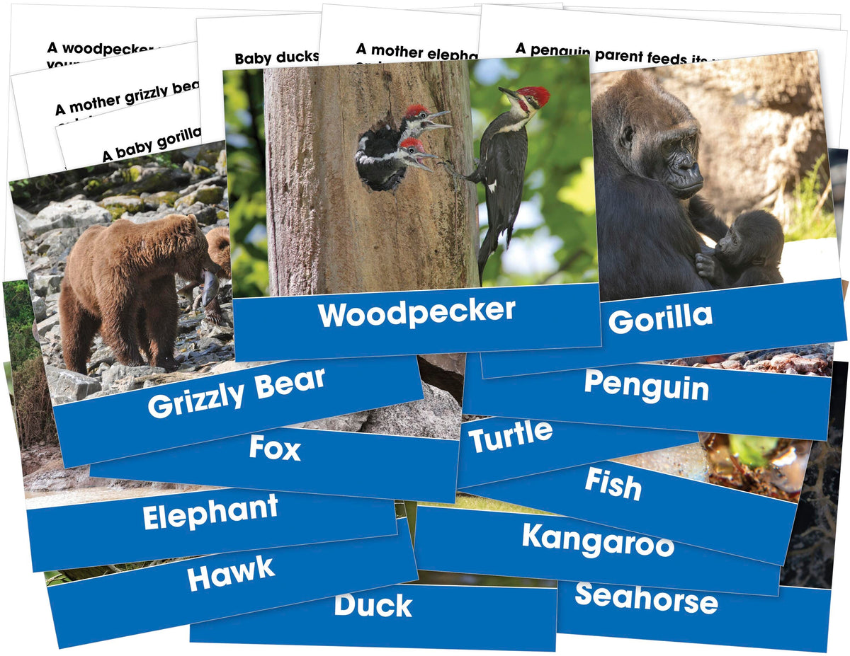 CARDS FOSS ANIMALS+THEIR YOUNG 6/S OF 12