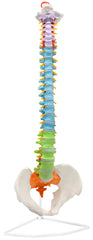 MODEL HUMAN SPINE COLOR CODED