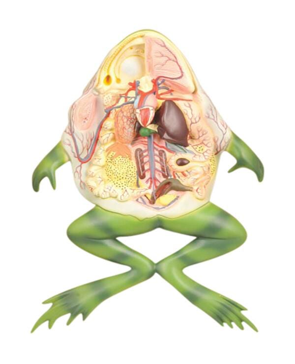 FROG DISSECTION MODEL