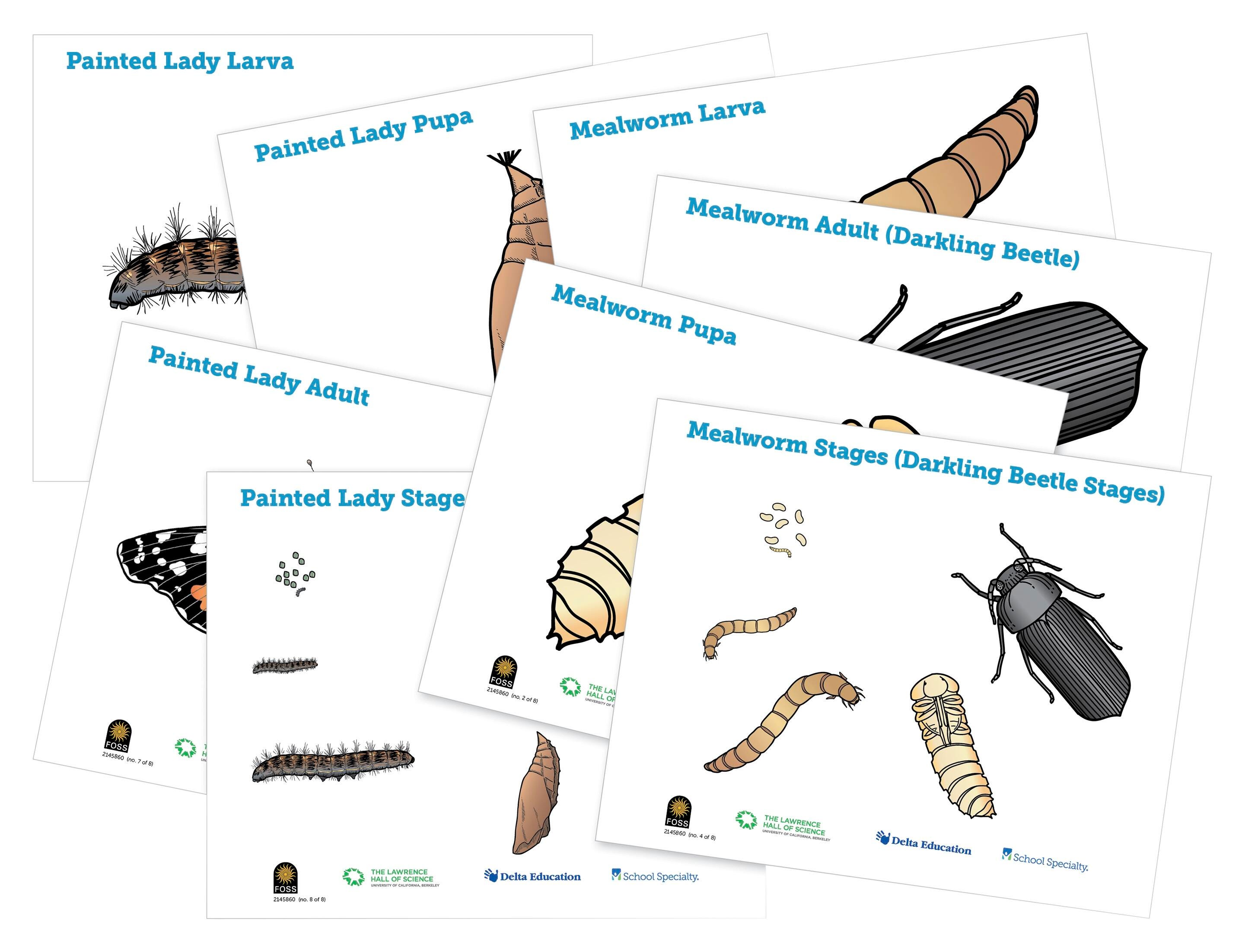 POSTERS FOSS INSECTS S/8