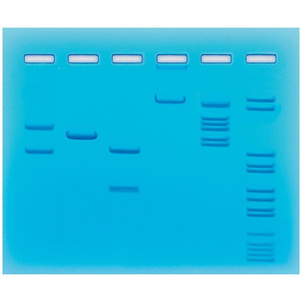 KIT RESTRICTION ENZYME CLEAVAGE OF PLASMID LAMBDA DNA
