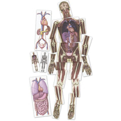 Look Inside Me Mri Scan