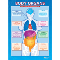 Human Body Posters - Set Of 5.