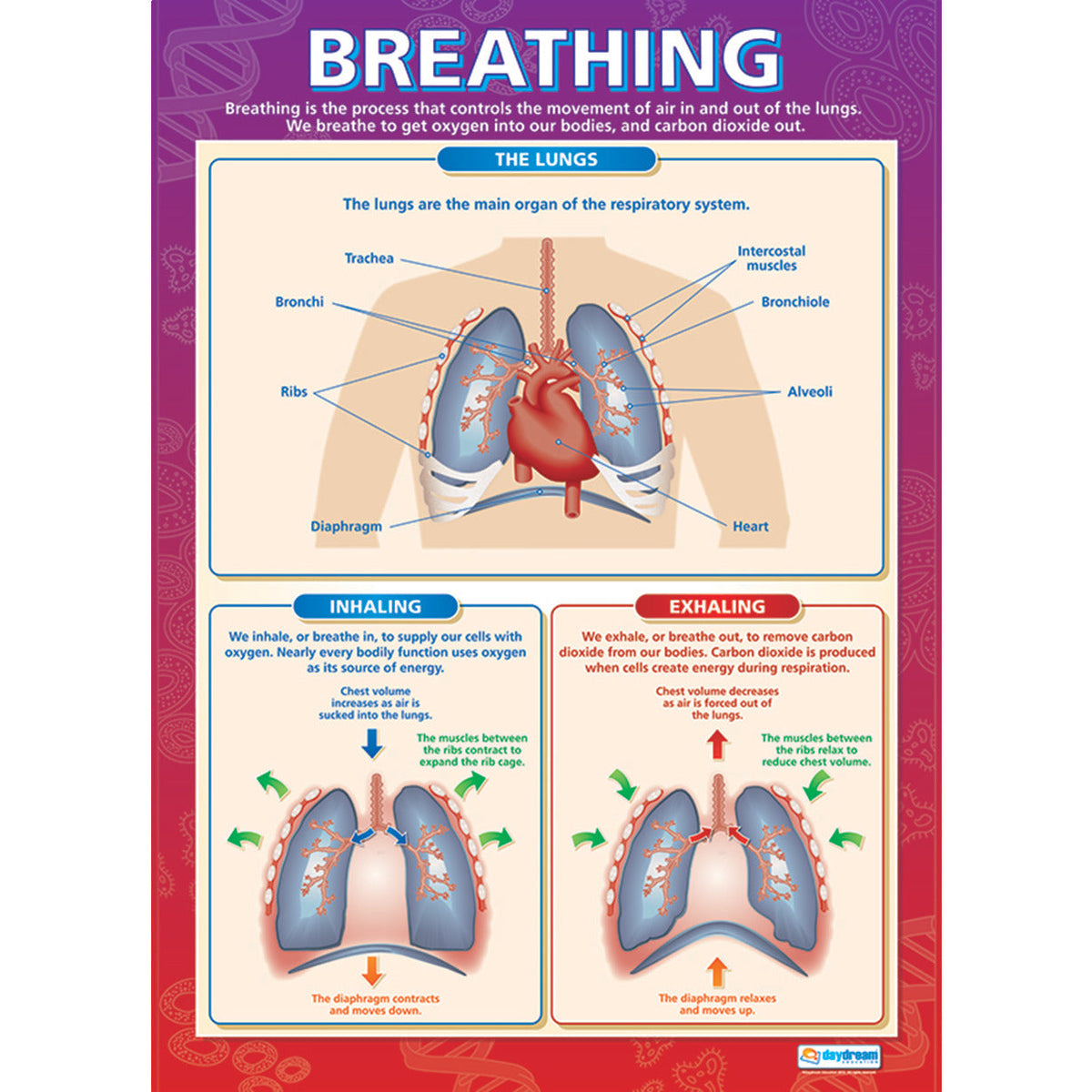 How The Body Works Poster Set Of 4