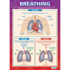 How The Body Works Poster Set Of 4