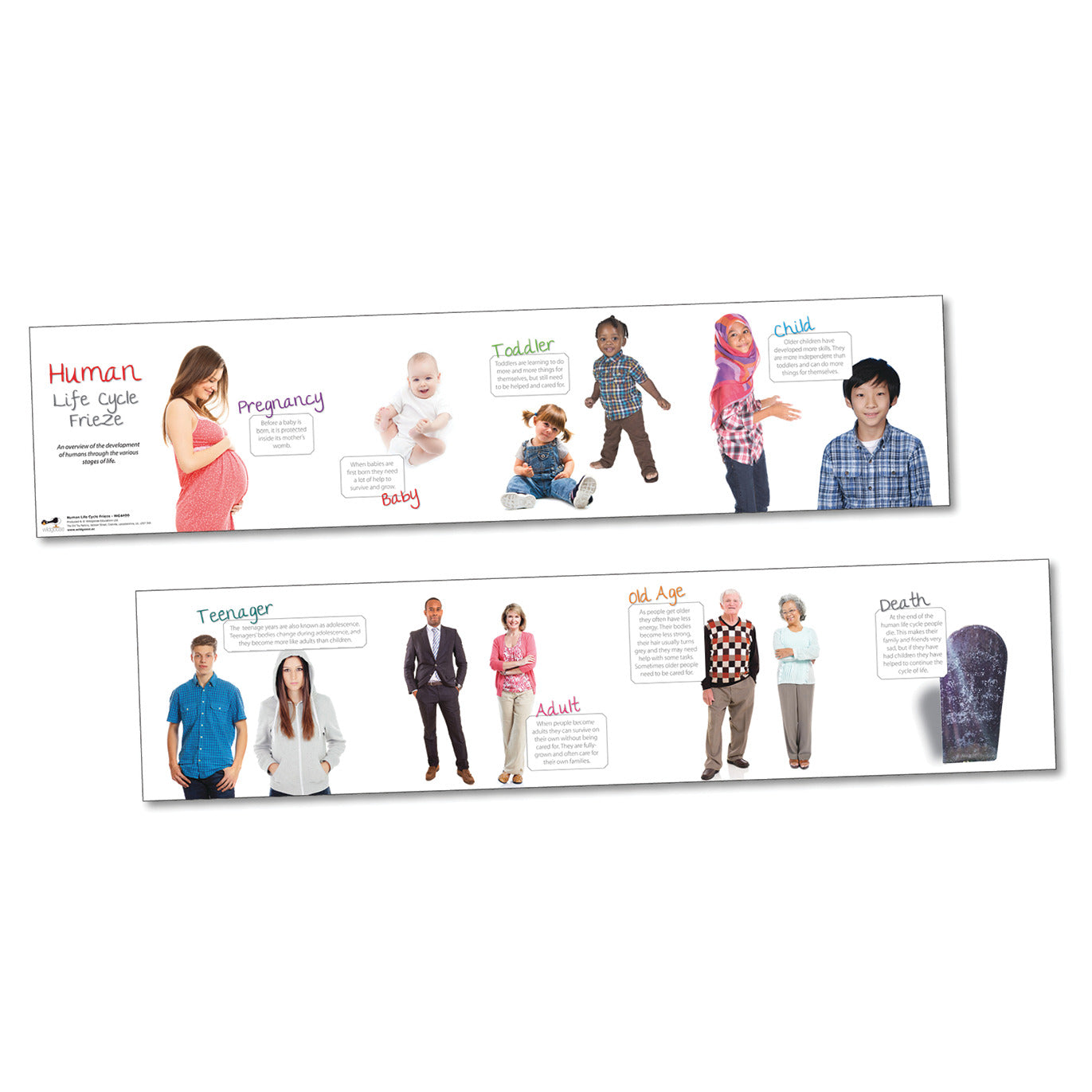 Human Life Science Frieze