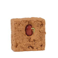 Life Cycle Of A Green Bean Plant