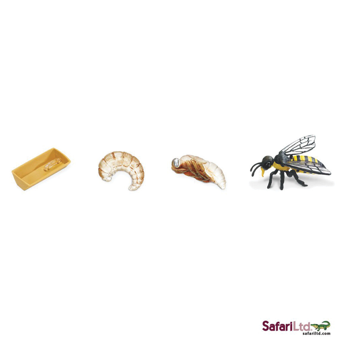 Life Cycle Of A Honey Bee