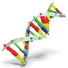 DNA Model Kit Each