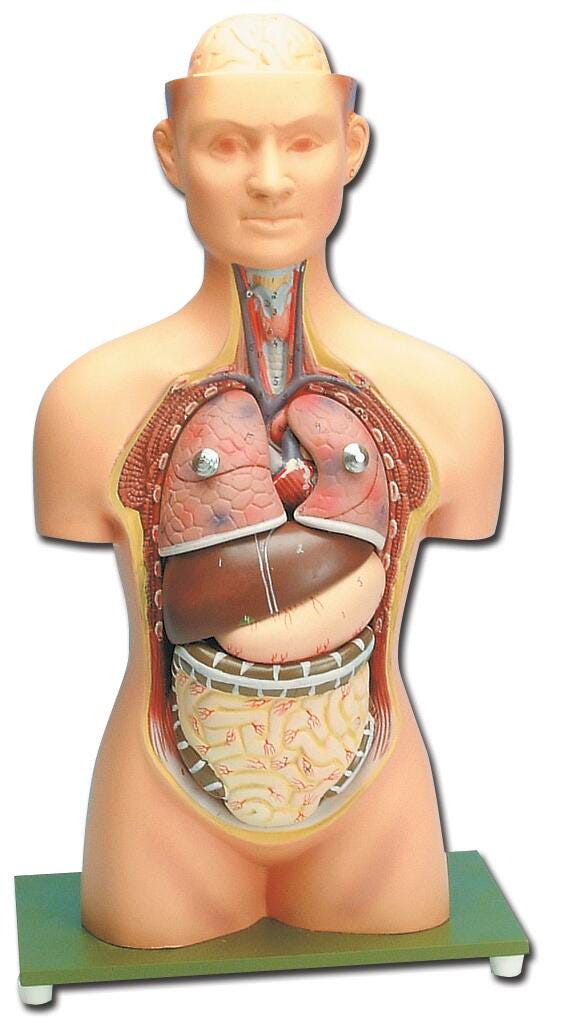 HUMAN TORSO MODEL