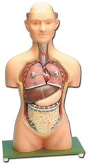HUMAN TORSO MODEL