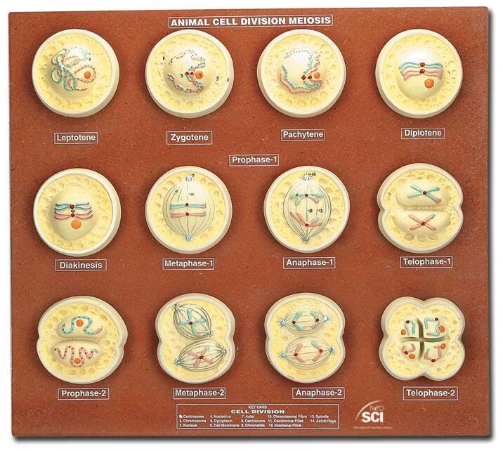 MODEL SET ANIMAL MEIOSIS